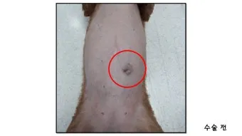 강아지 몸에 혹 악성종양 구분 세포검사 후기 사례집_11