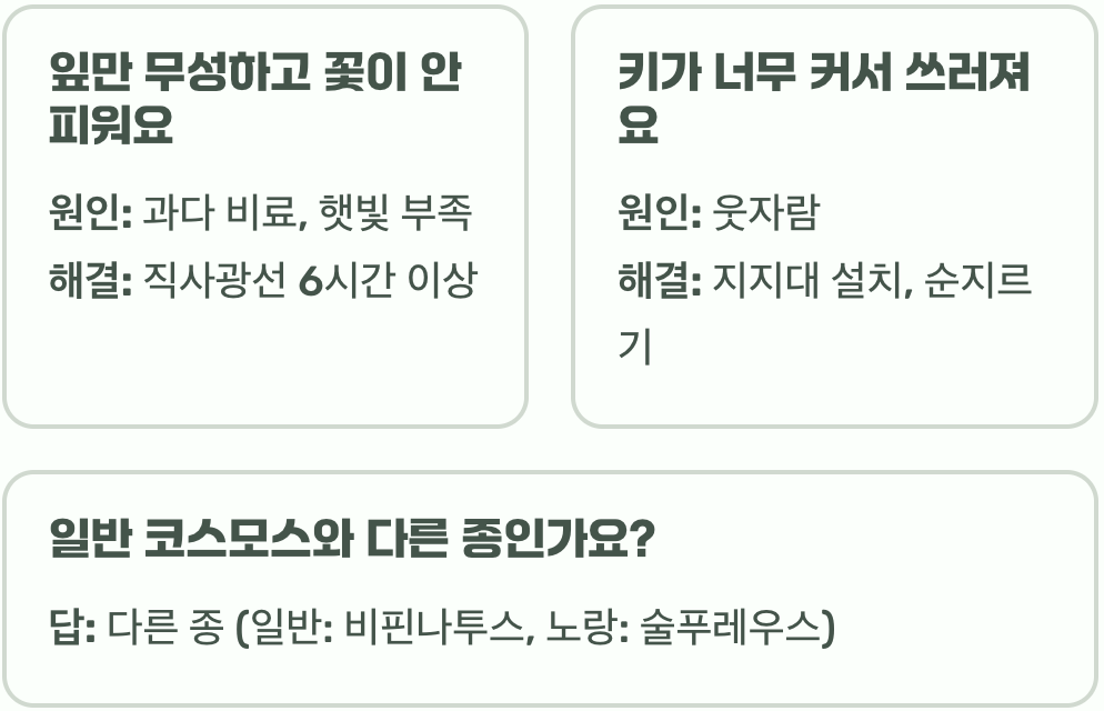 노랑코스모스 키우기, 씨앗부터 꽃 피우기까지 A to Z
