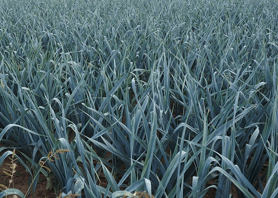 잎이 무성하게 자란 대파들이 밭에 풍성하게 자란 모습이다. 수천 개의 다 자란 대파들이 밭을 가득 메웠다.
