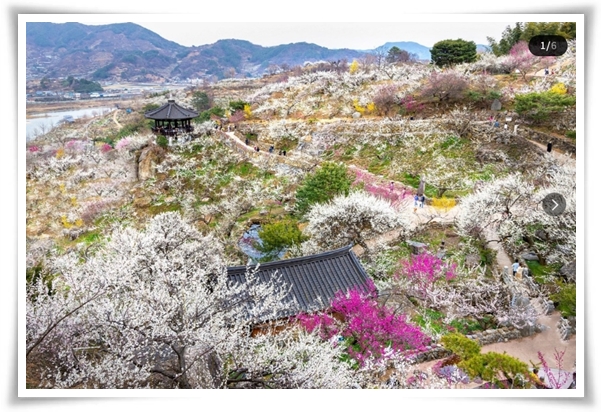 "매화" 겨울을 깨우는 은은한 향기의 비밀을 간직한 백매화 홍매화 청매화!