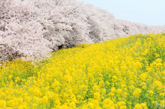 구마갸아벚꽃축제 -이미지출처-일본정부관광국