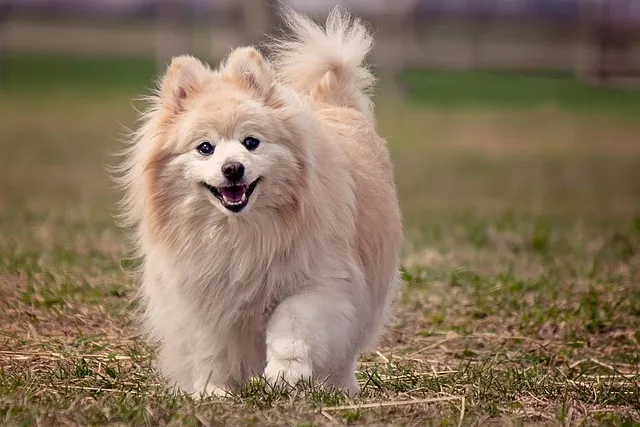 포메라니안 가격 성격 털빠짐 수명 미용_7