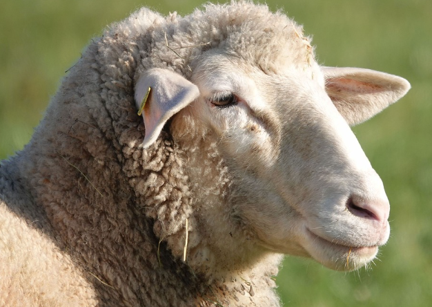 띠별 운세 11월 2일