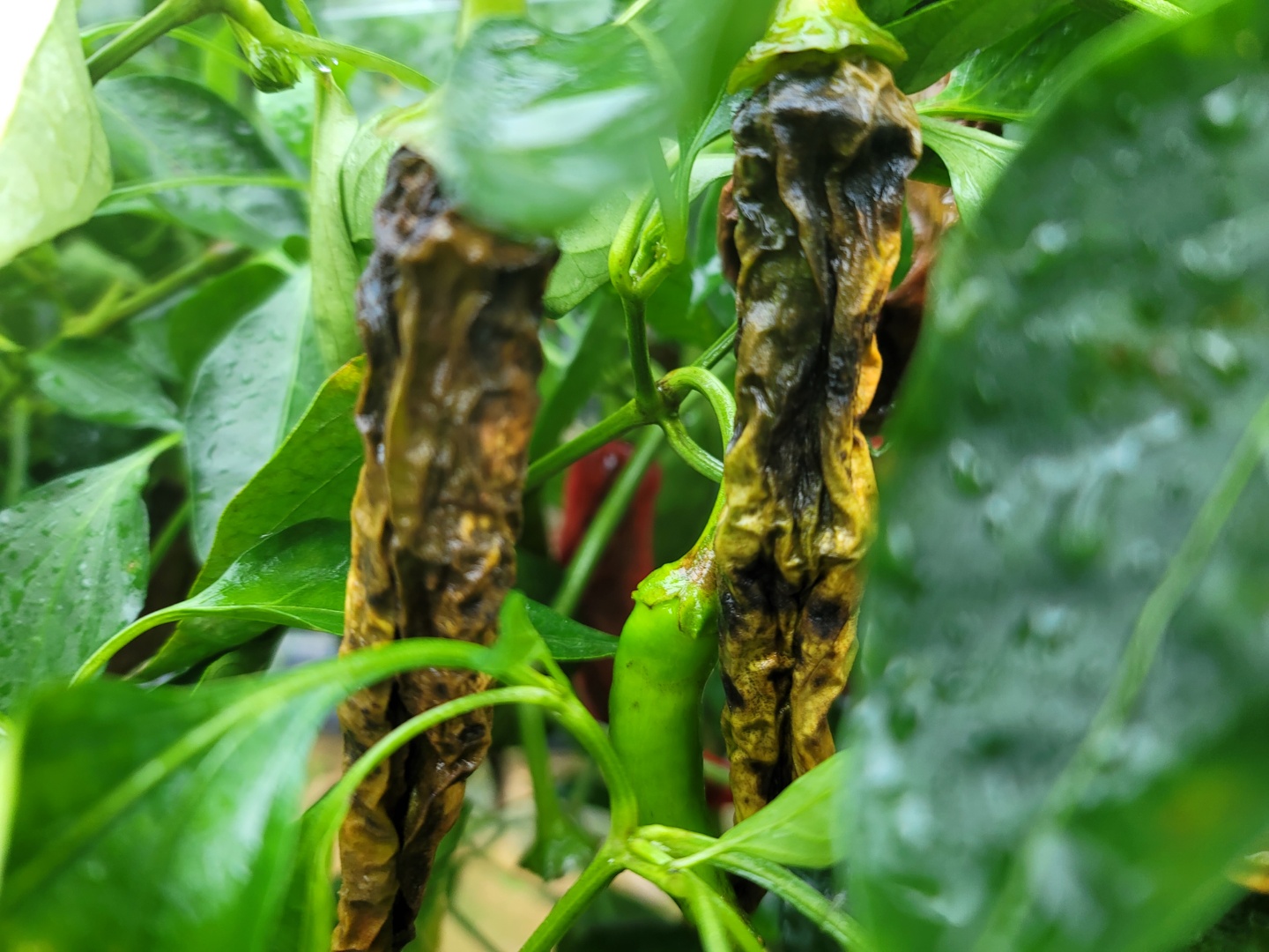 고추병충해 종류 사진 방재, 역병 탄저병 바이러스병 풋마름병