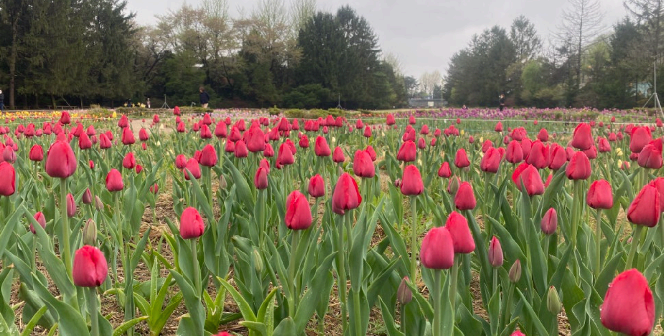 [서울 근교 여행지] 경기도 파주❘벽초지수목원❘드라마 촬영지(빈센조, 구미호뎐, 고백부부, 나의 해방일지)