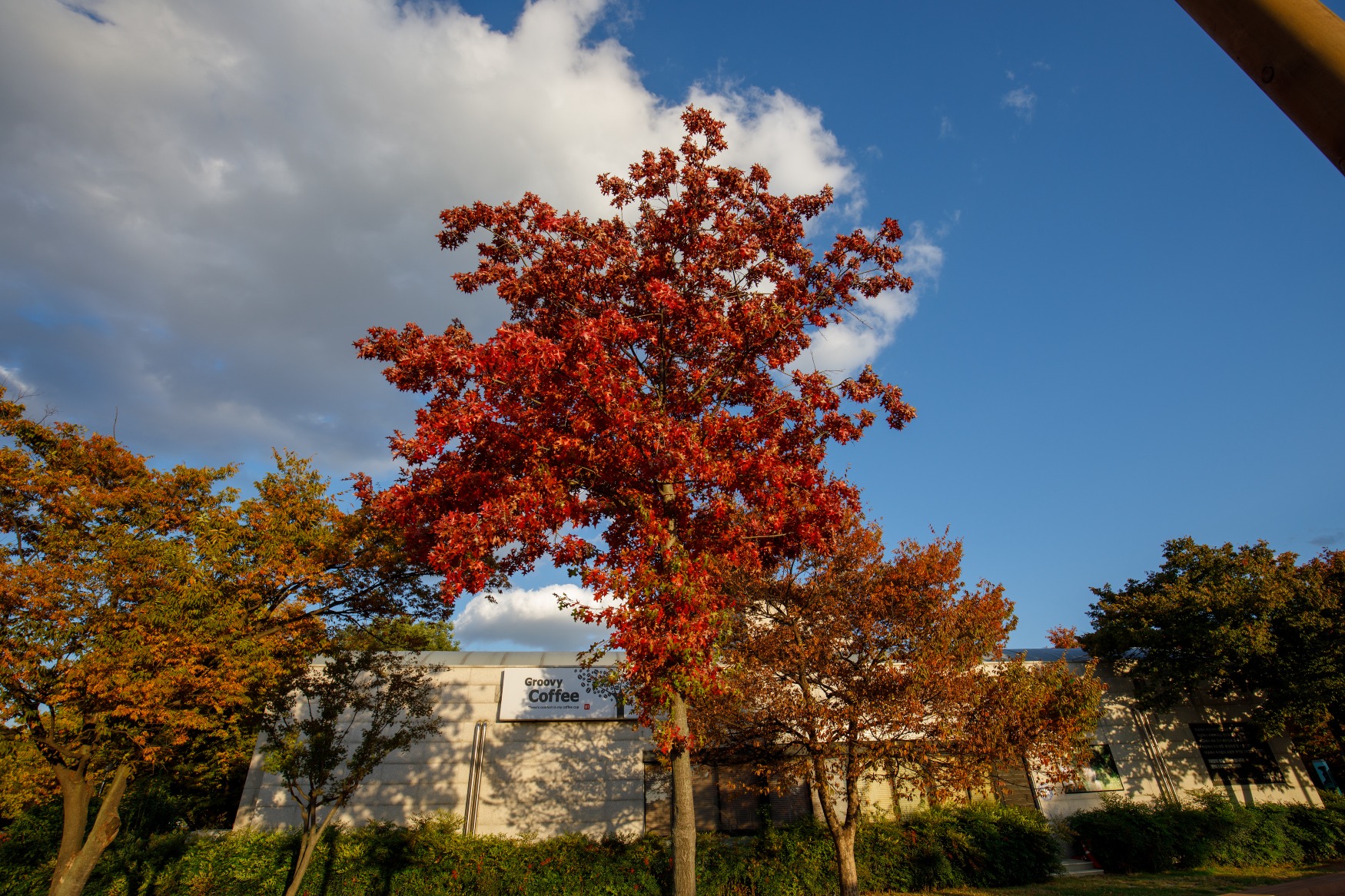 대구 가볼만한 단풍 여행은 어디일까? 대구 단풍 여행 총정리!