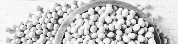 메주콩 삶는법: 사전 준비