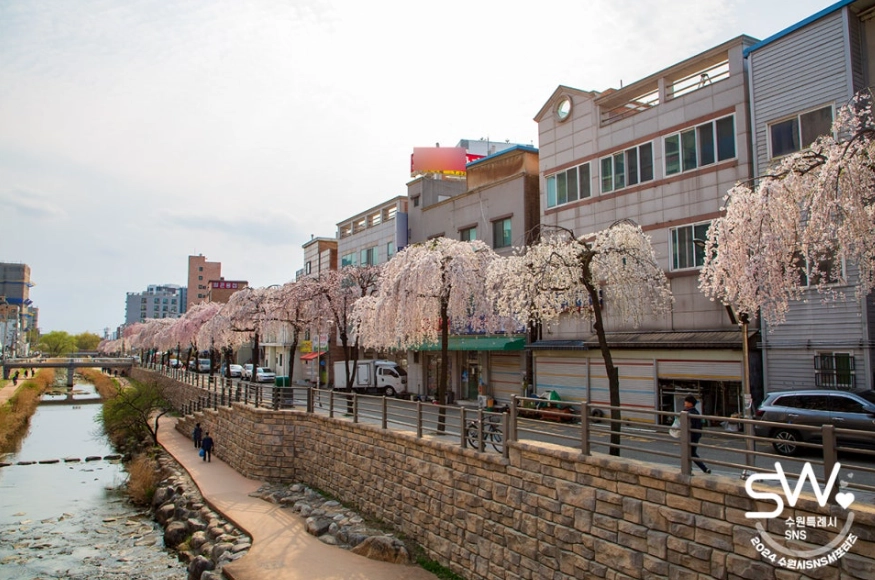 수원 매교천 수양벚꽃 모습