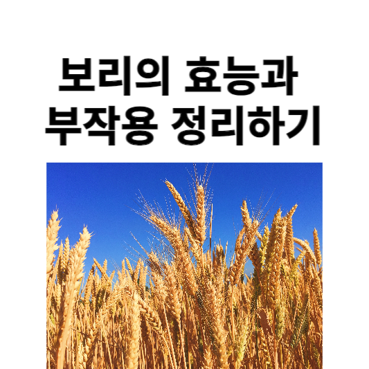 보리의 효능과 부작용