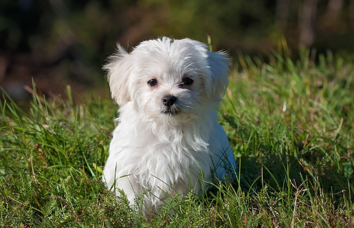 강아지를 위한 안전한 방향제와 유해한 방향제