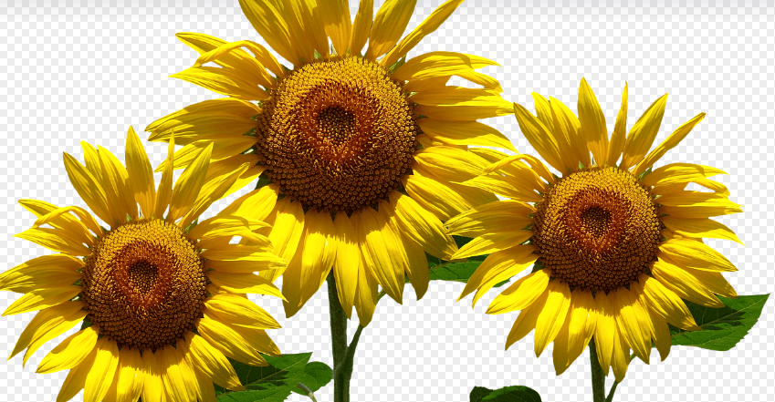 기억력 좋아지는 음식과 관련 된 사진 - 11