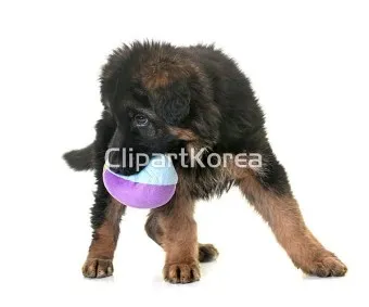 피레니언 셰퍼드 분양가 성격 특징 장단점 사료추천 가격_26