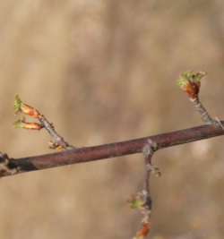 까마귀밥나무 겨울눈
