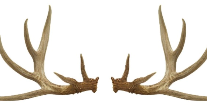 녹용과 원용과의 차이점