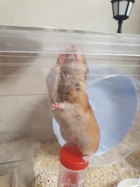 내가 키우는 골든햄스터 정형행동(높은 곳 올라가기)