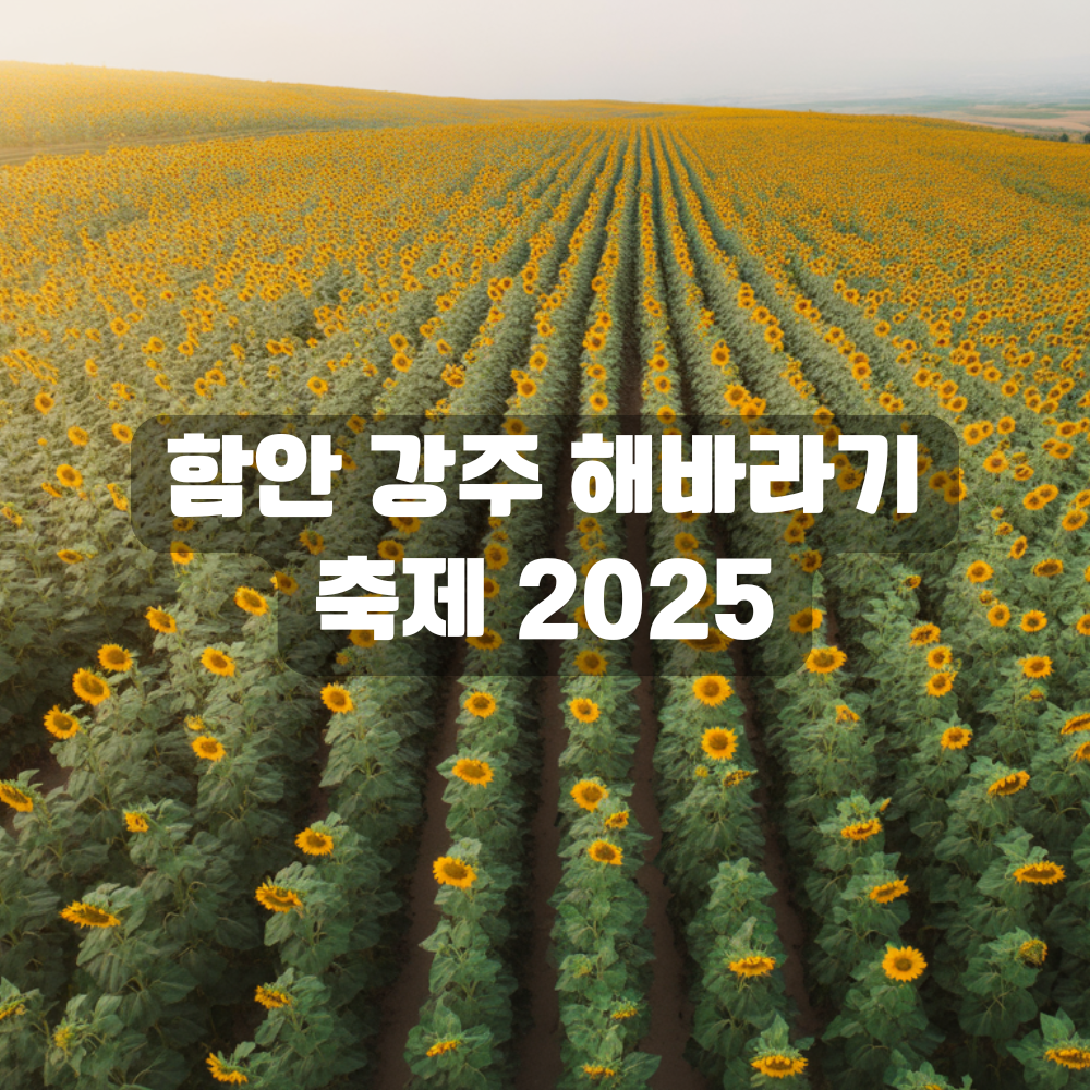 함안 강주 해바라기 축제 2025