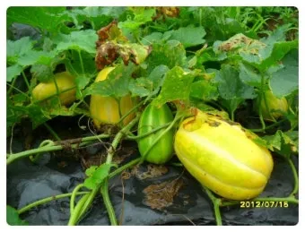 참외 재배 꽃 솎기 차광막 설치 당도 관리_4