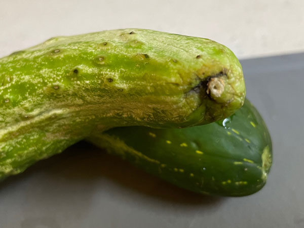 전통오이지 담그는 방법 자주 묻는 질문 - 오이가 무른 부분이 있다면?