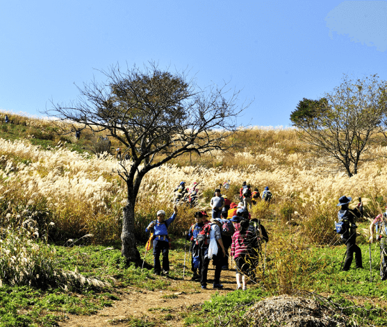 민둥산 억새축제 완벽 등산코스