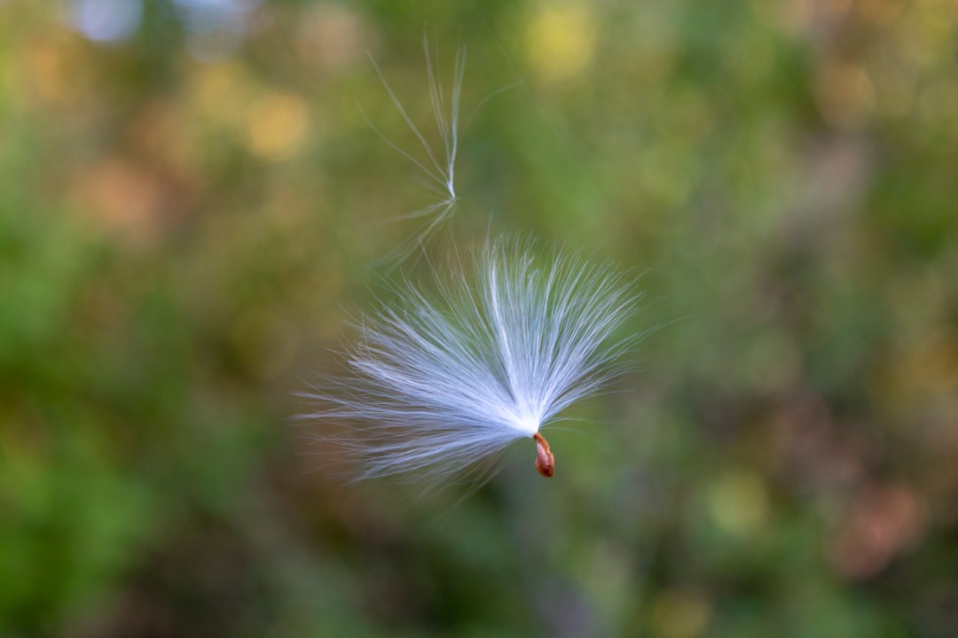 Fluff