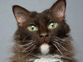 라팜의 특징과 기르는 방법