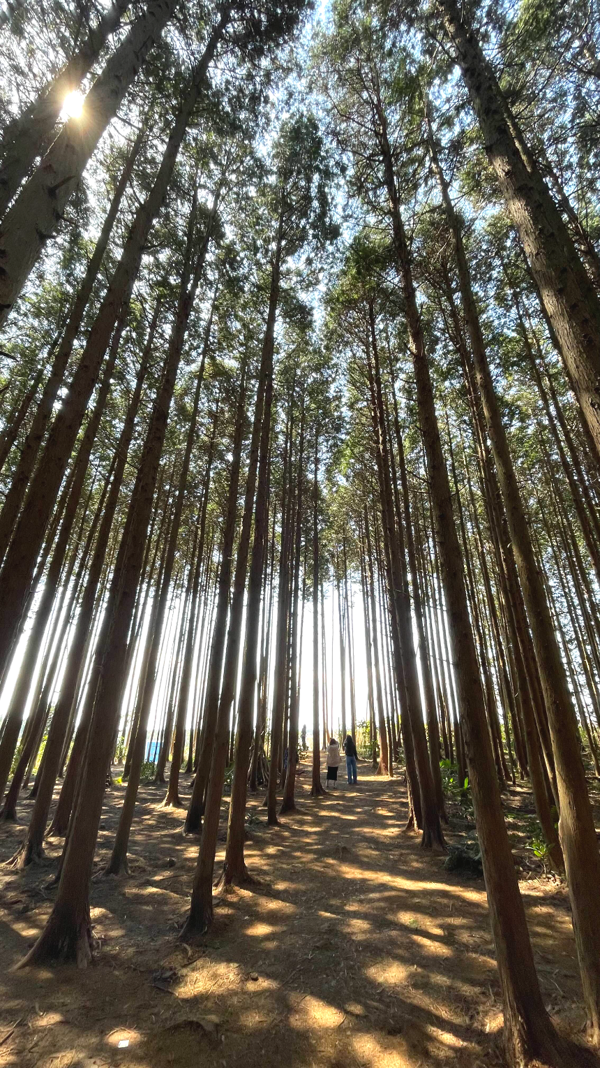 비밀의 숲 편백나무 숲4