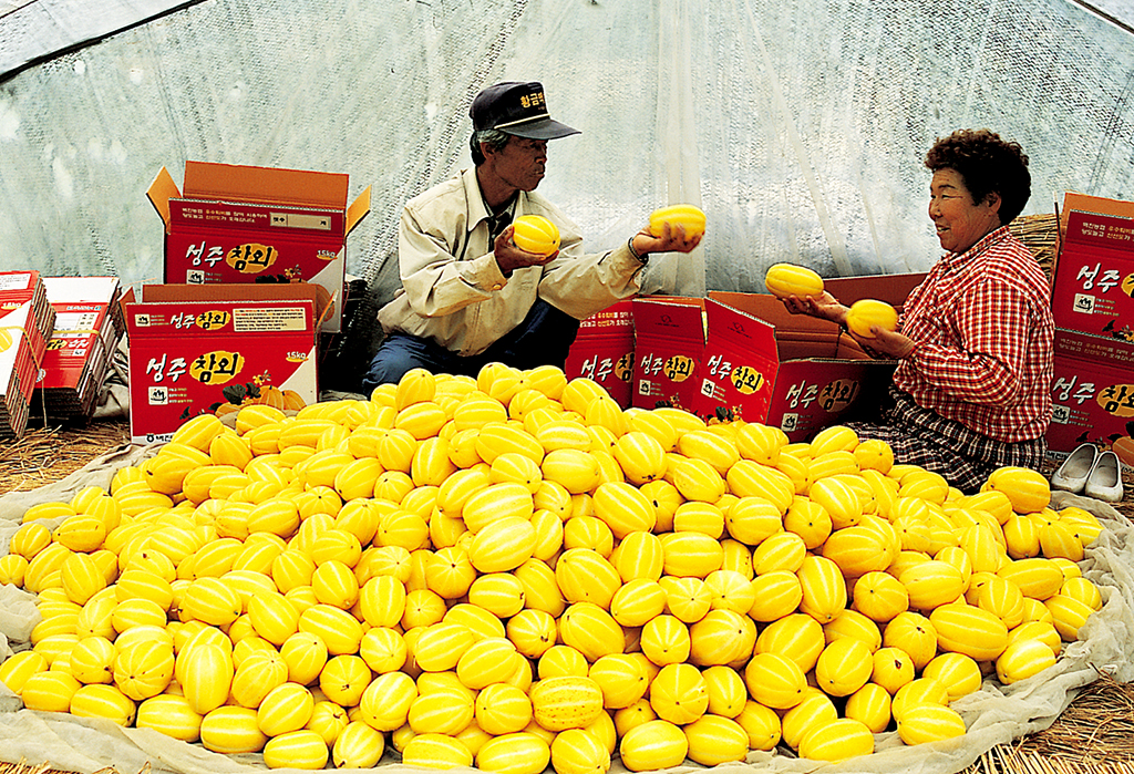 참외의 효능 20가지