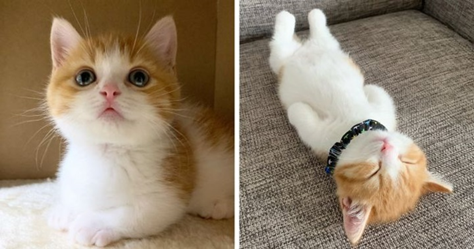미뉴에트 고양이 이미지 - 2