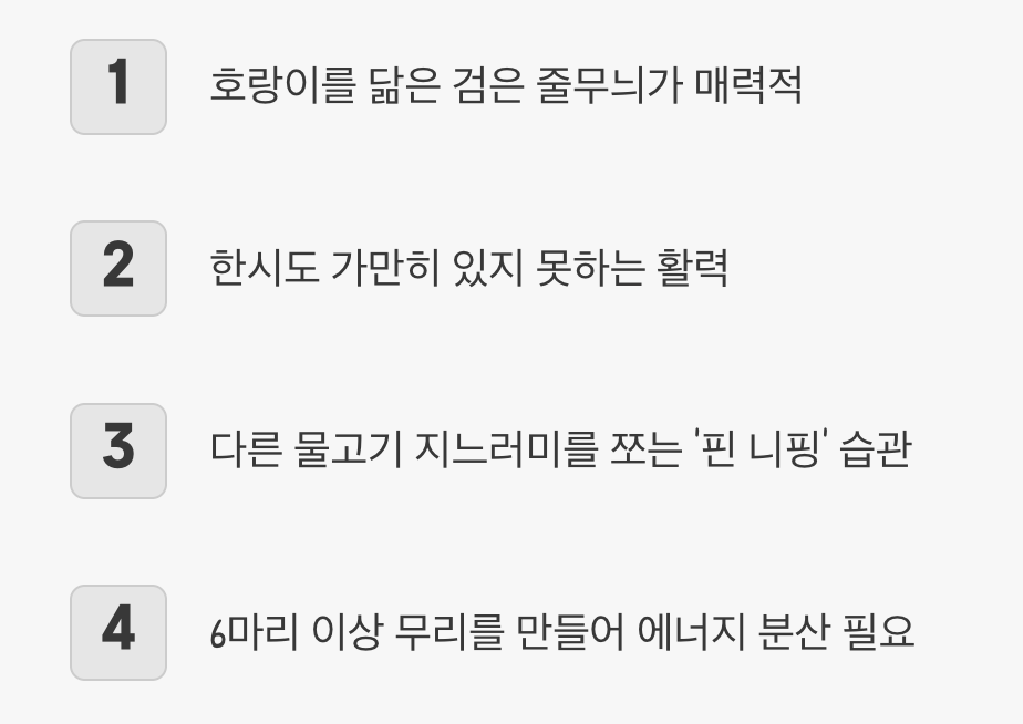 지칠 줄 모르는 에너자이저&amp;#44; 수마트라