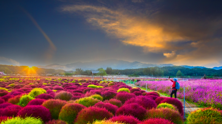철원 고석정 꽃밭축제