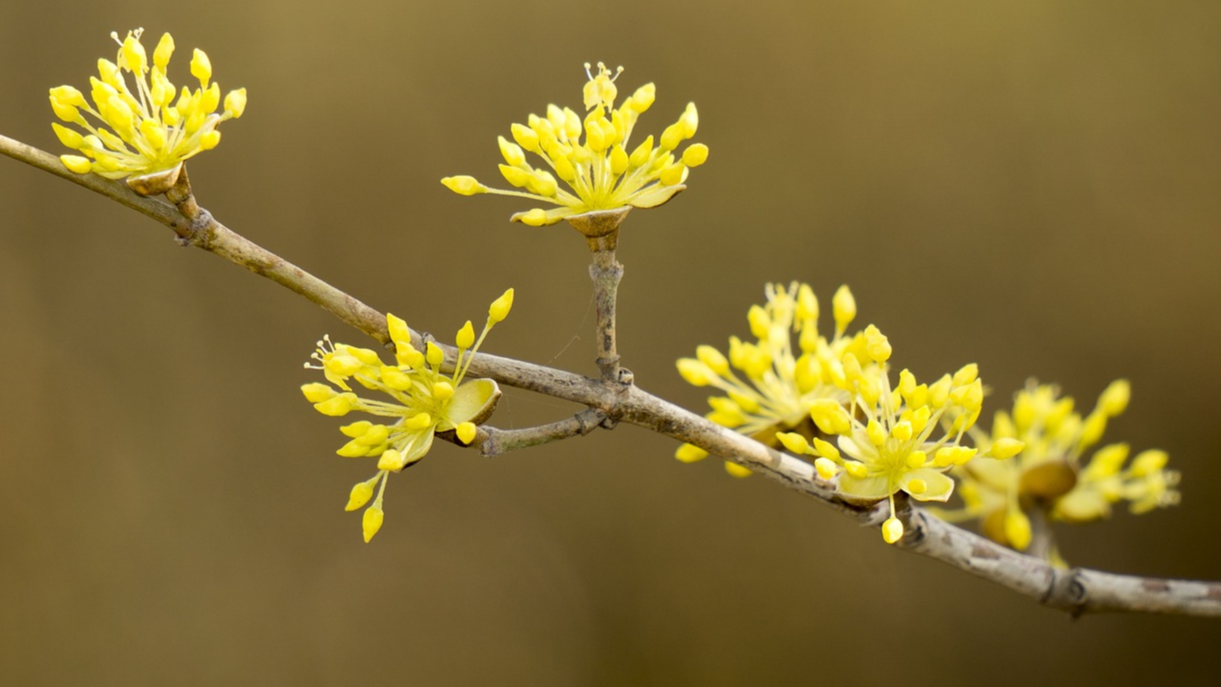 꽃샘추위.왜생길까 - 원인,발생시기, 대비법