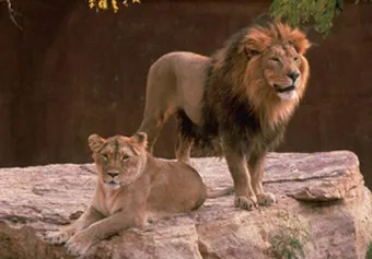 아시아사자 인도 동물 특징 성격_5