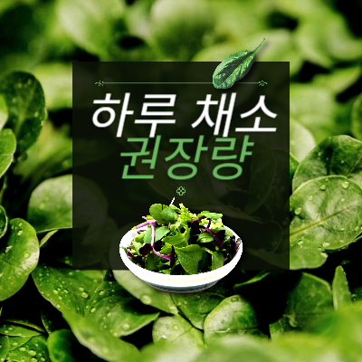 하루-채소-권장량