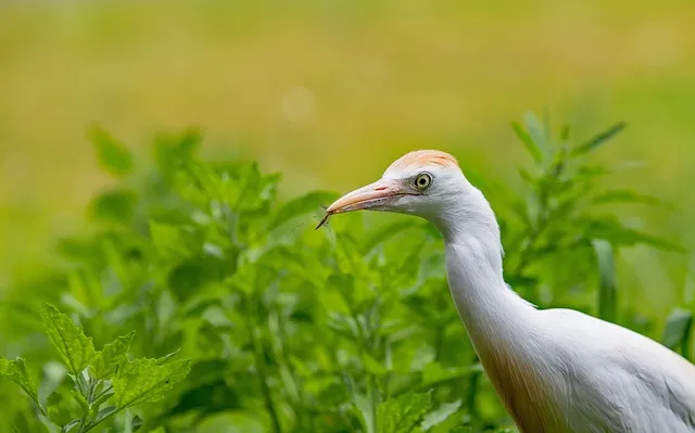 멀칭 필수 가이드 비닐 왕겨 볏짚 잡초 수분관리 효과_6