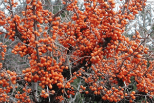 비타민 나무 효능10