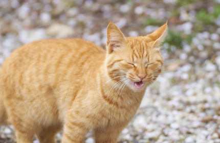 재채기를 하고 있는 고양이 사진.