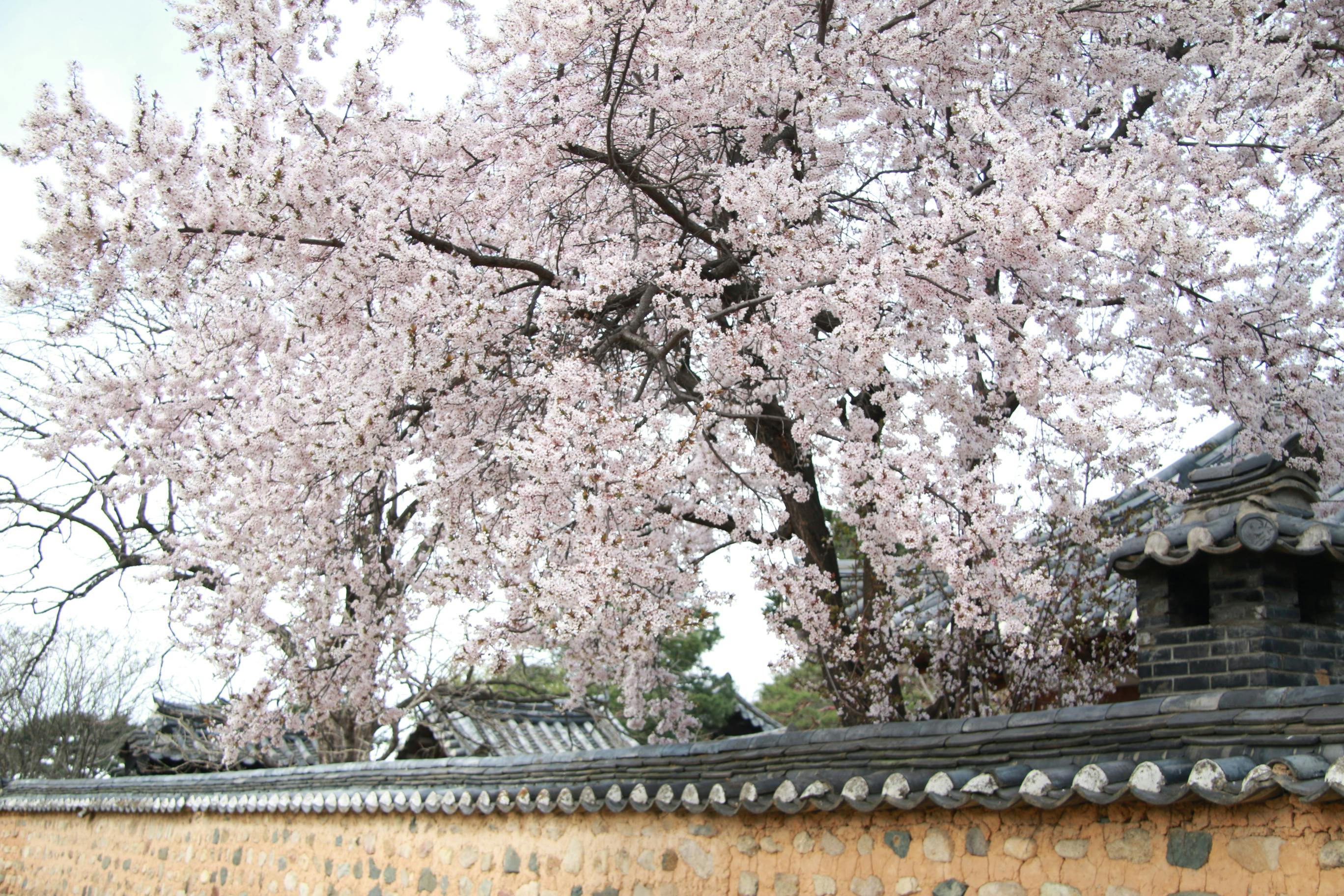 Spring scene with cherry blossoms and traditional Korean architecture