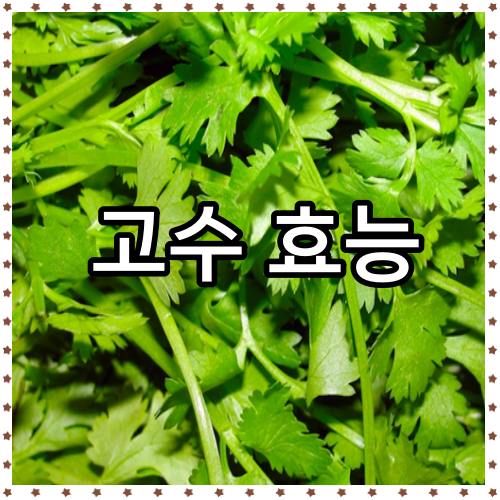 고수 효능