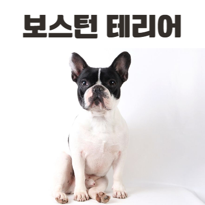 보스턴 테리어(Boston Terrier) 사진