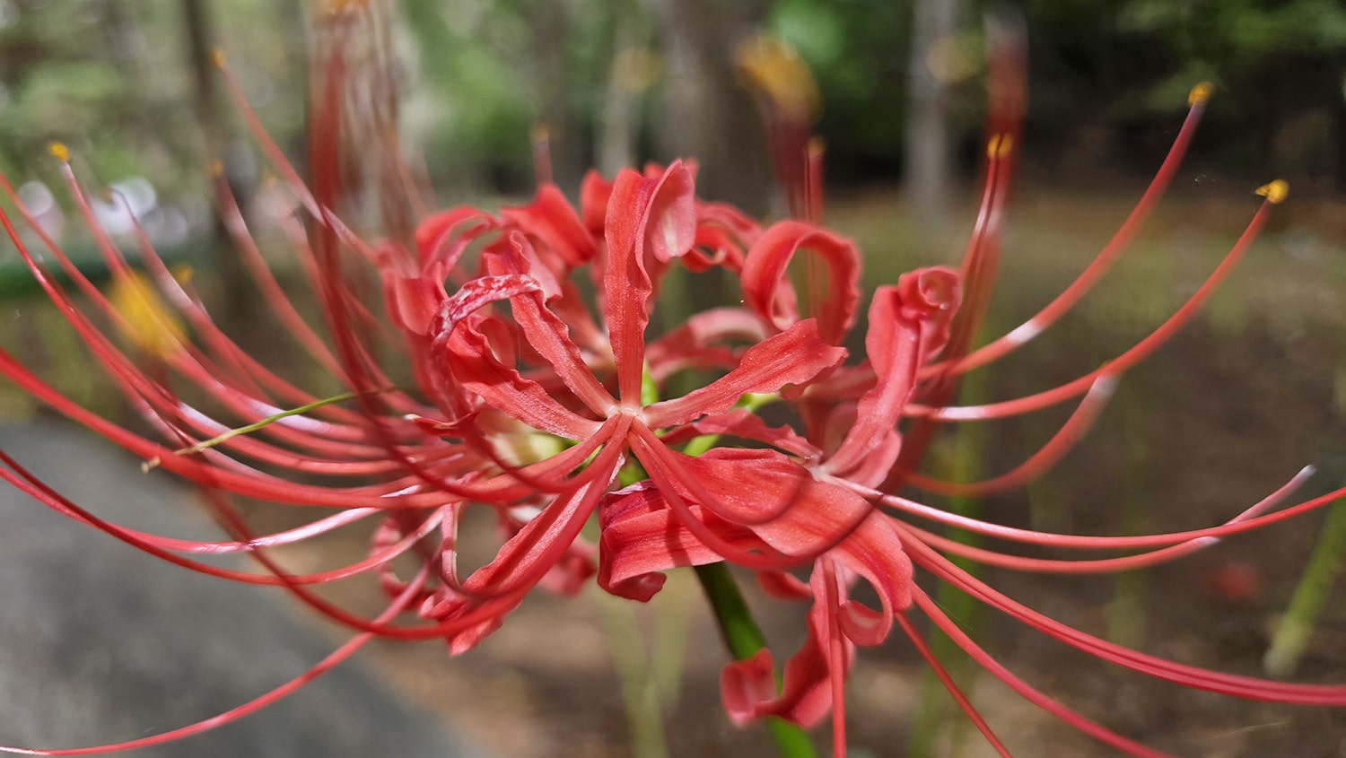 분당 중앙공원 꽃무릇11