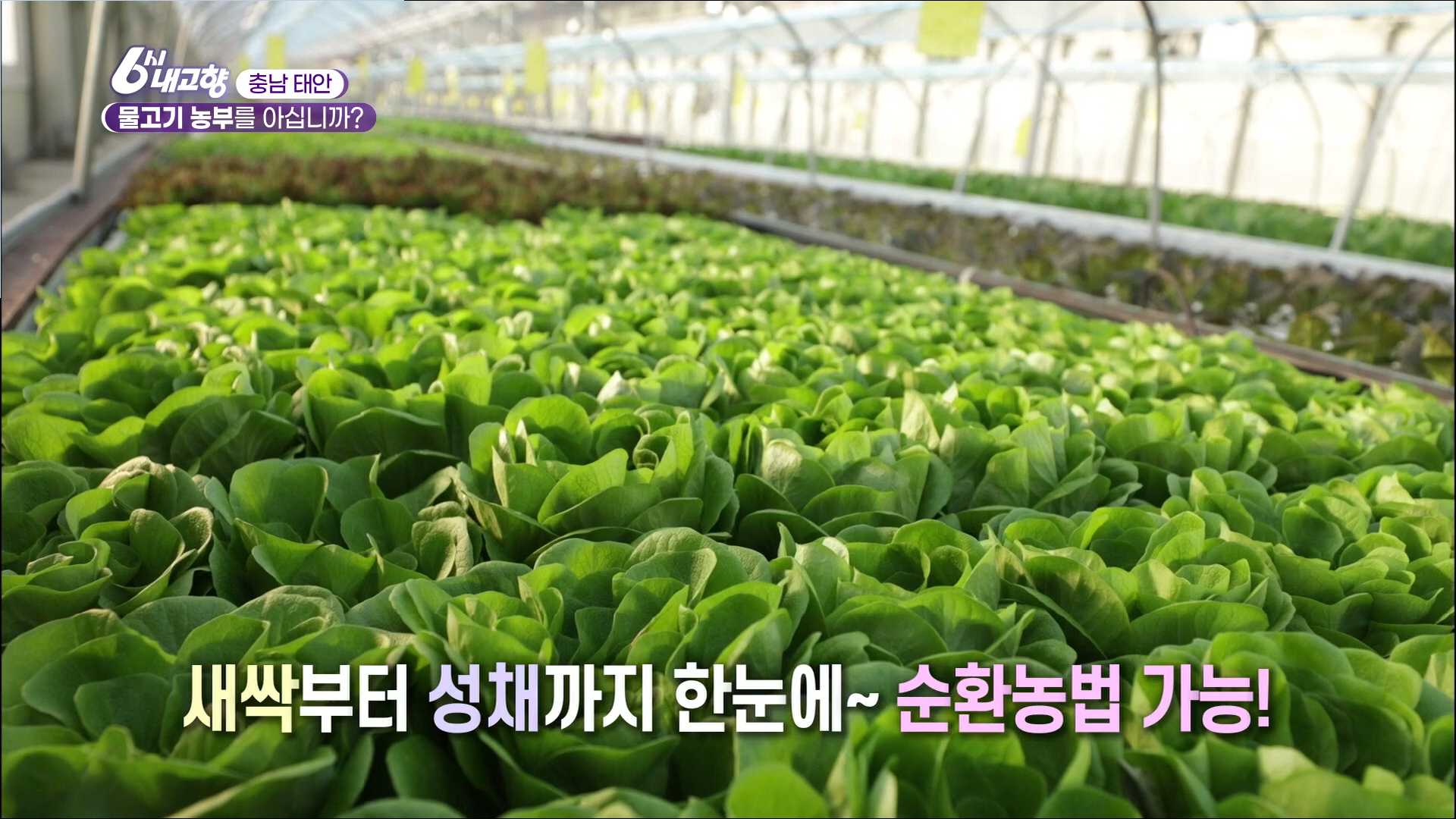 6시내고향 태안 물고기농부 상추