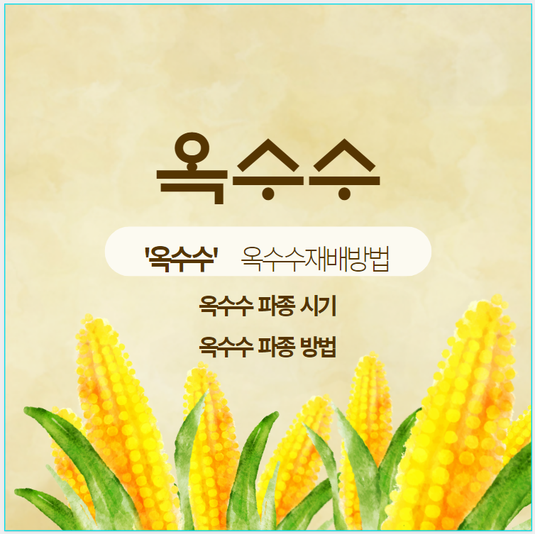 옥수수
