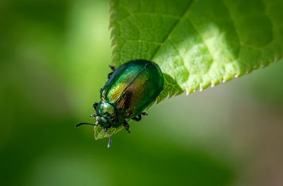 벌레 곤충꿈 상황별 해몽