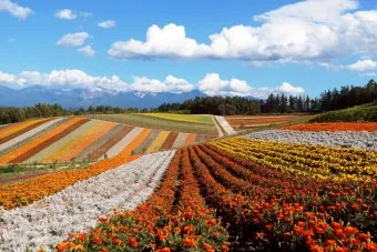 홋카이도 여름 여행코스 4박5일 일정과 맛집 정보 정리_17