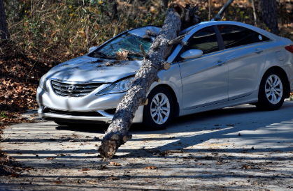 나무에 파손된 자동차