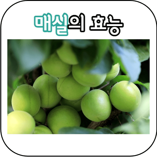 매실의 효능 썸네일