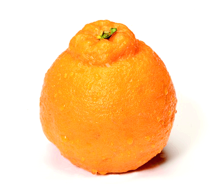 주황색의 커다란 한라봉 한 개가 놓여있다. 그리고 두꺼운 껍질에는 투명한 물방울들이 맺혀있다.