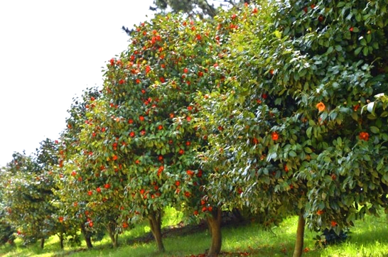 동백꽃쭈꾸미축제-서천-가볼만한곳-추천