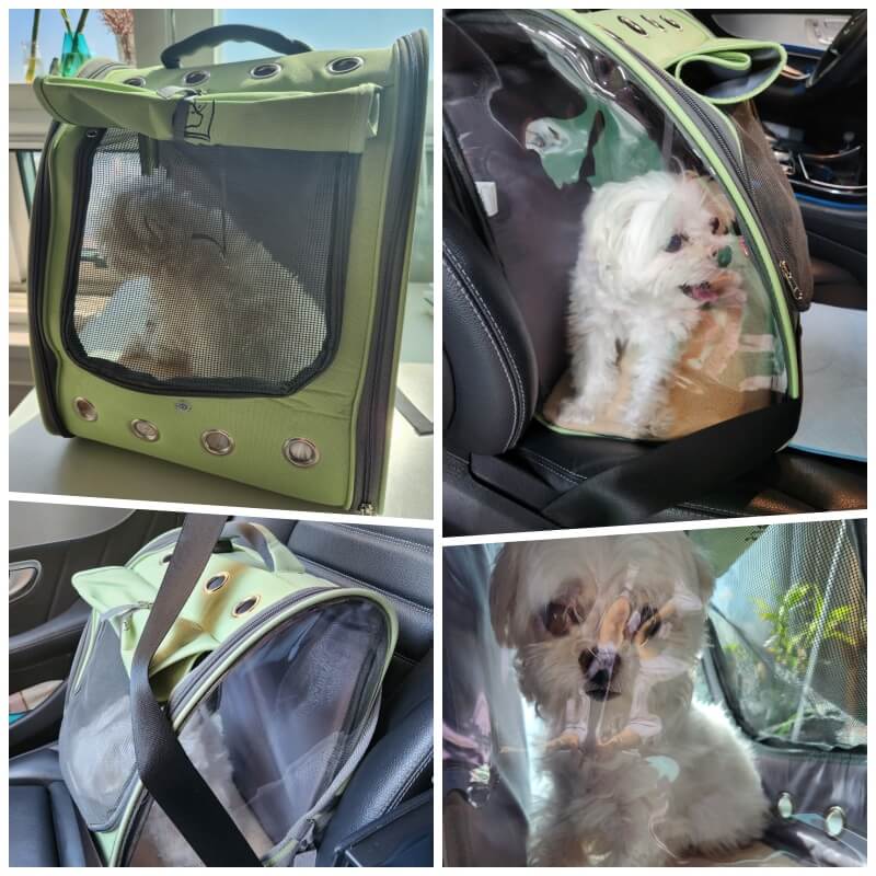펫포에버 강아지 고양이 투명 백팩에 강아지가 들어가있는 사진과&#44; 자동차에서 안전밸트 채운사진