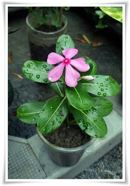 정원 "일일초 키우기" 여름을 환하게 밝히는 정원의 보석!